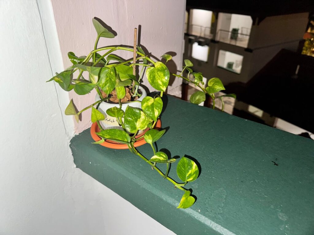 please save my plant ššš please save my plant ššš