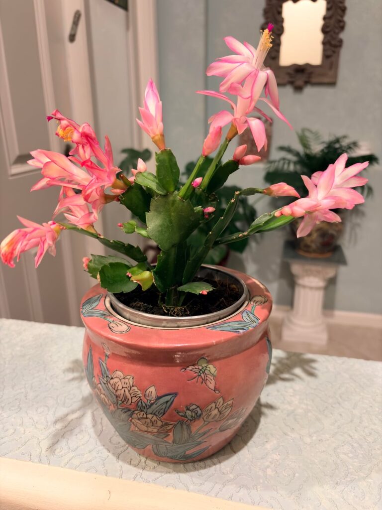 Christmas Cactus blooms