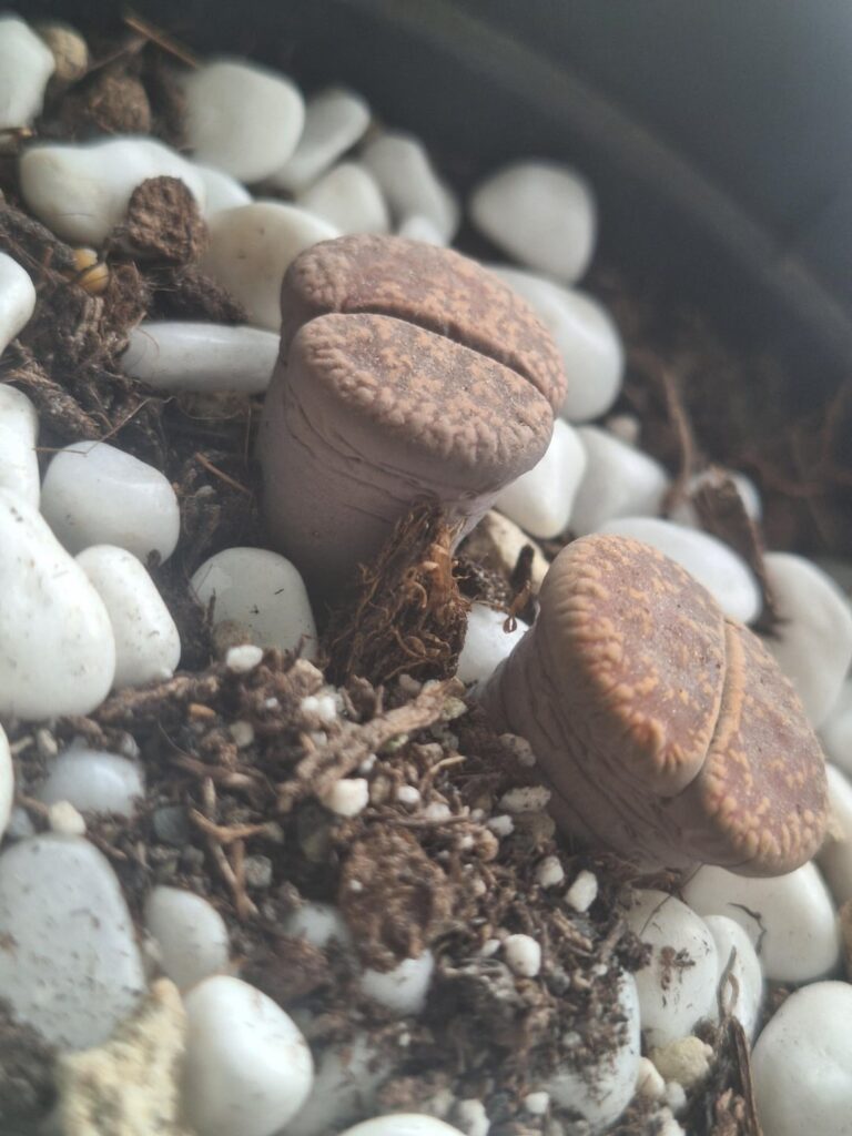 I don't know if my lithops are ok