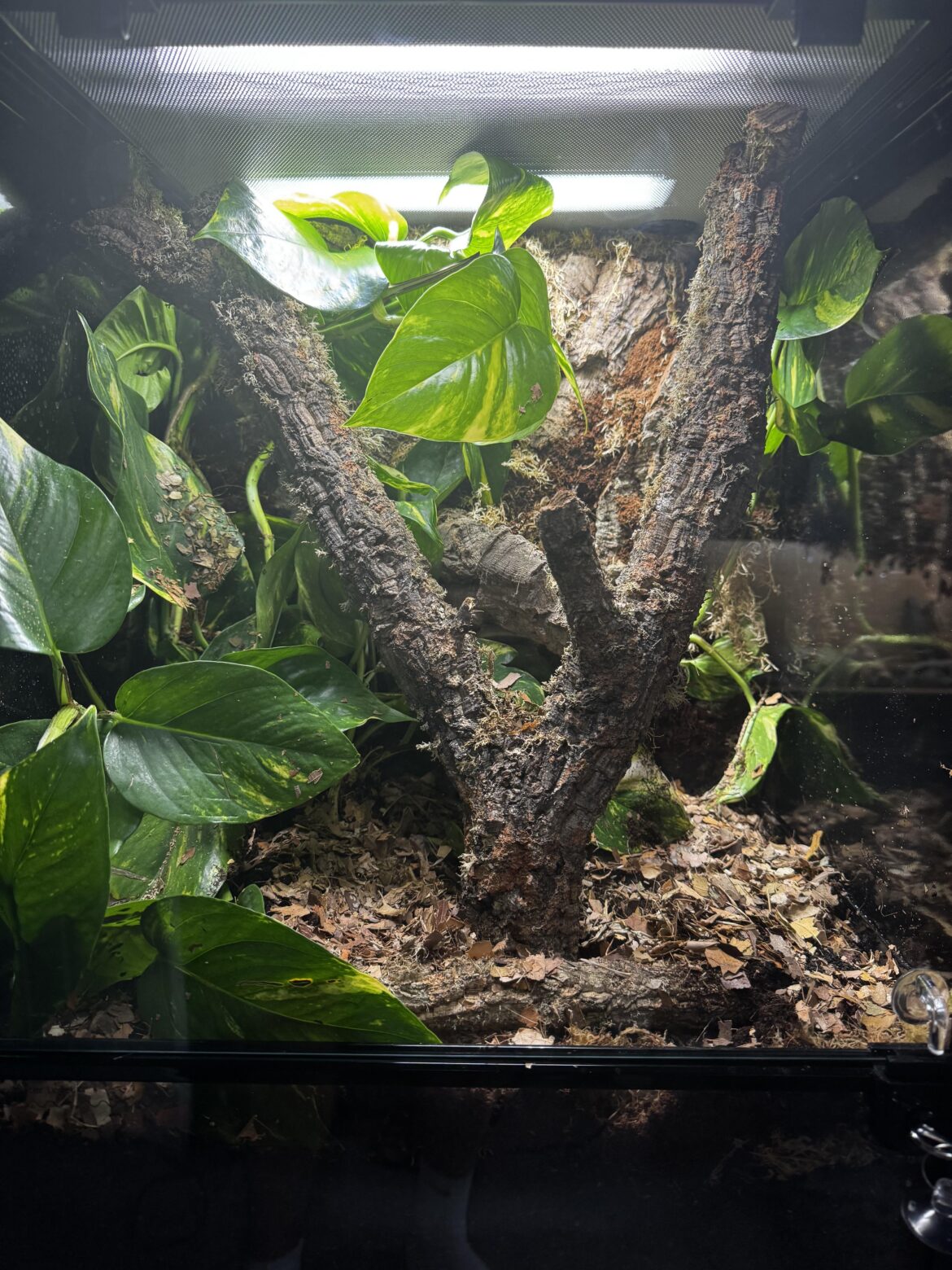 Is this a good Vivarium for Green Anoles?