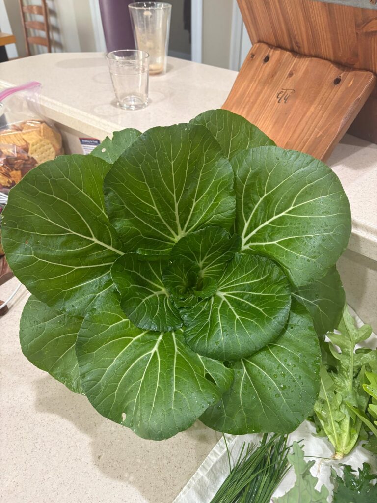 Final Harvest of the year!