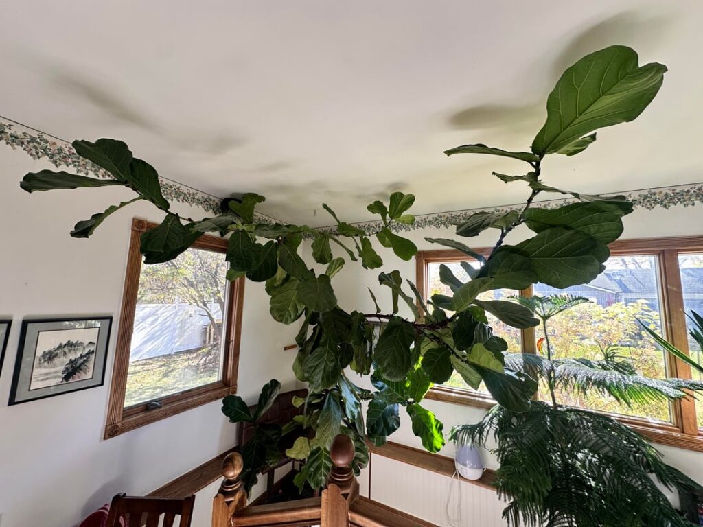 Overgrown FLF