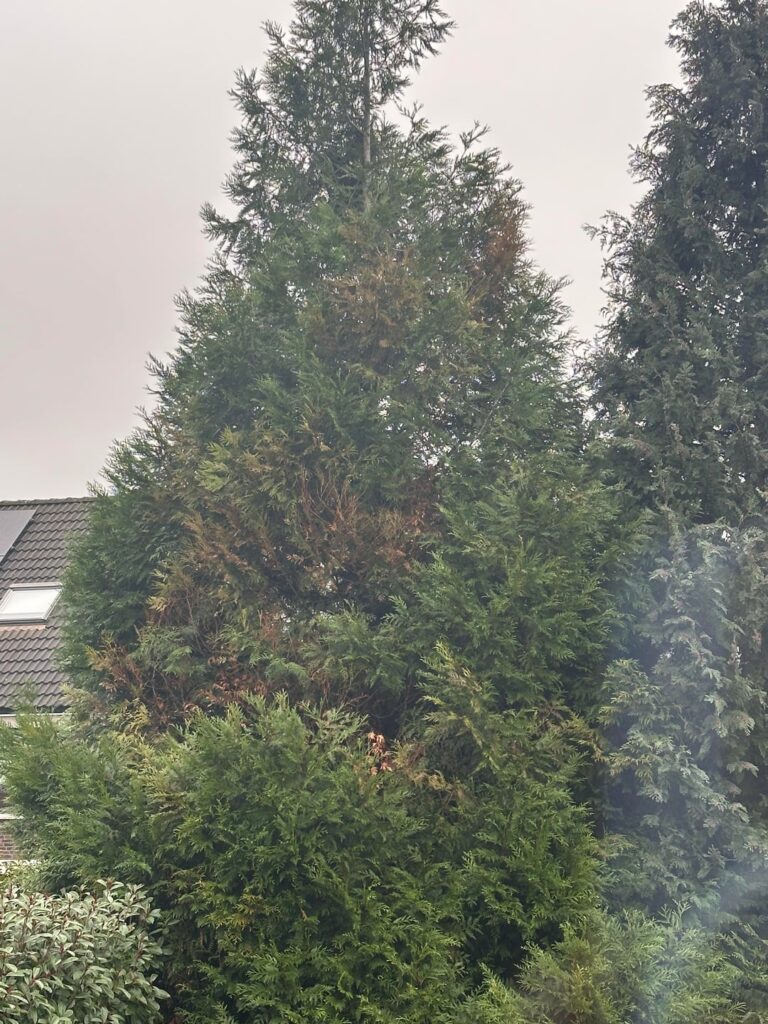 Large Thuja spiral of dead branches Large Thuja spiral of dead branches