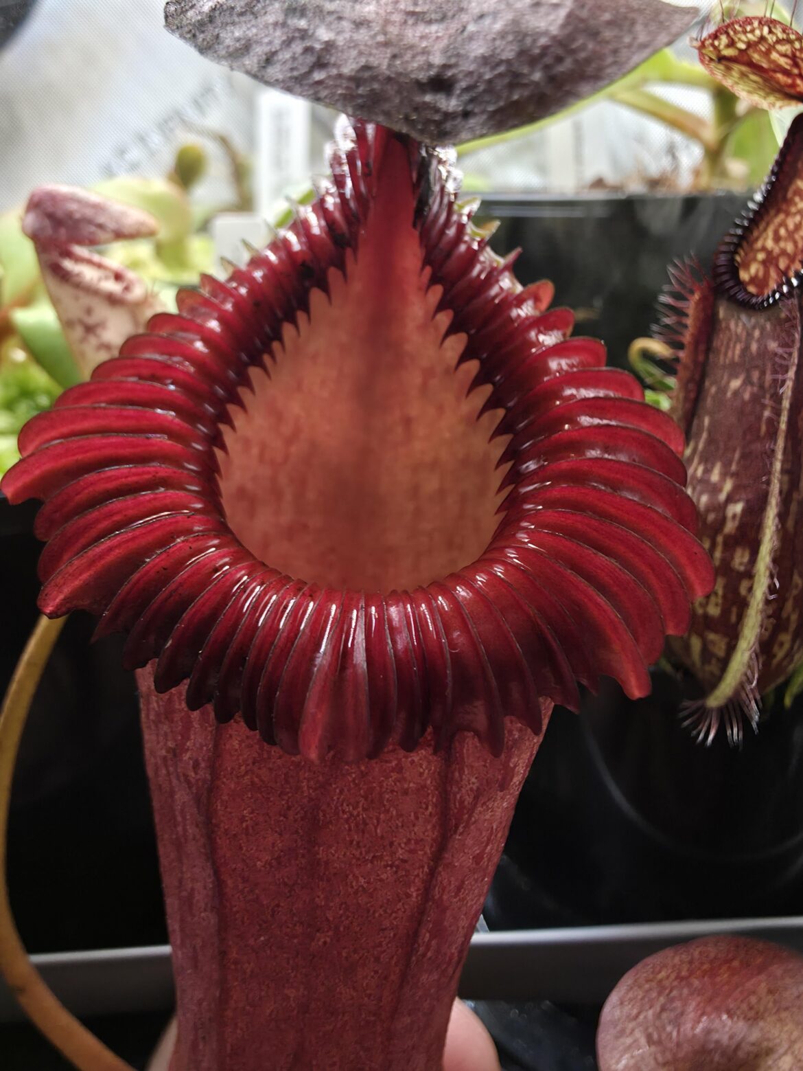 Nepenthes ventricosa x edwardsiana