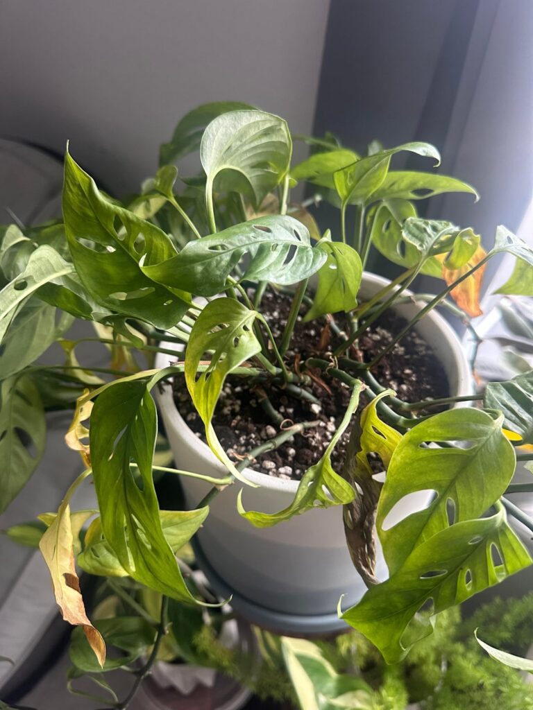 what’s happening to my monstera deliciosa?🥺