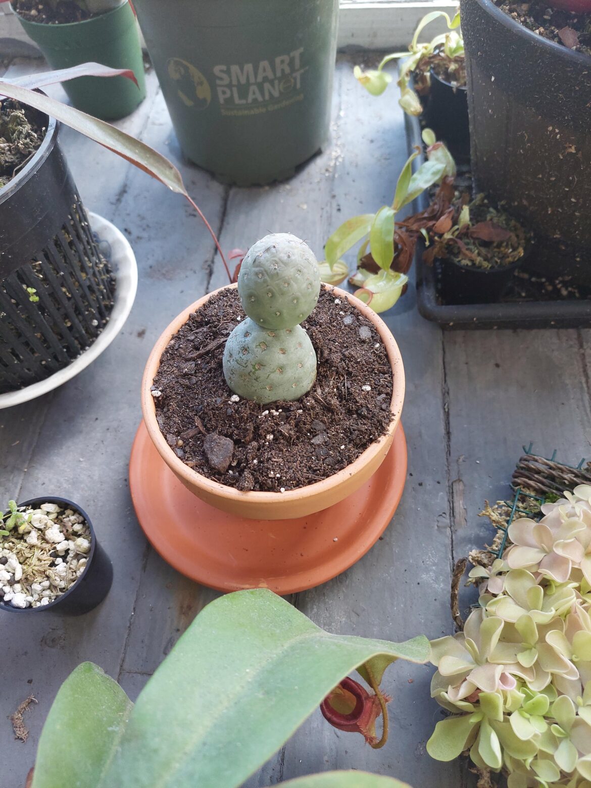 Tephrocactus geometricus