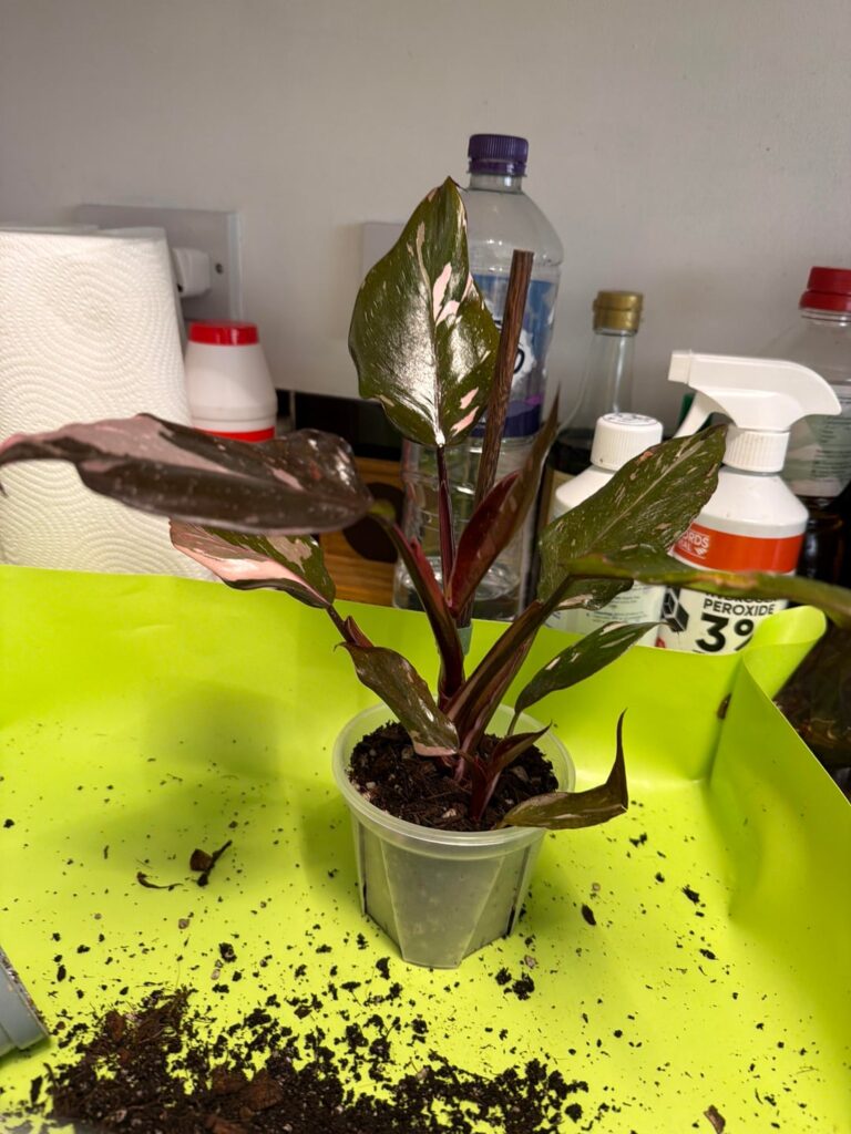 Is this a Red Anderson?