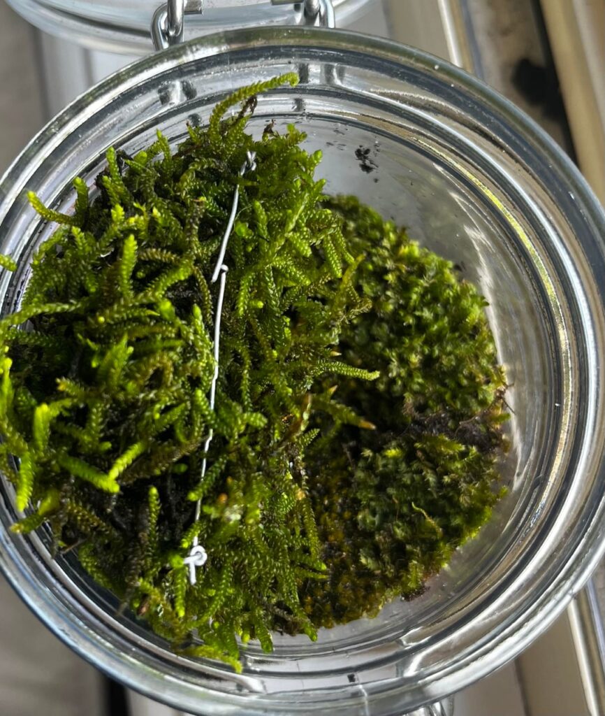 New Moss Jar