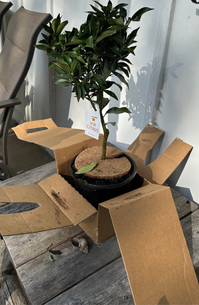 Kumquat trees in cooler climate areas