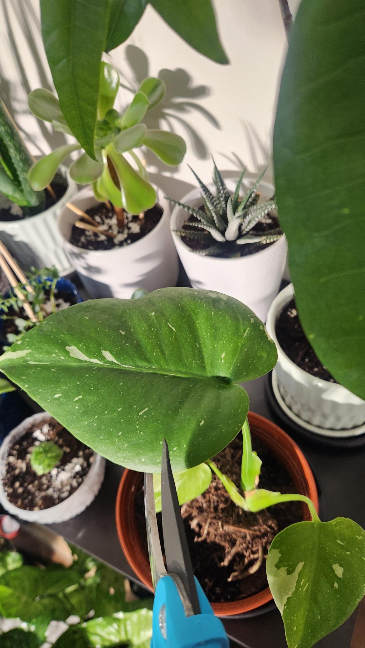 Is my monstera big enough to start cutting the holes