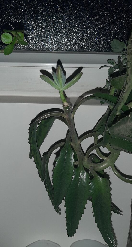 Grafted Graptosedum 'Francesco Baldi' on Kalanchoe daigremontiana — 25 days update. I never thought it was possible!