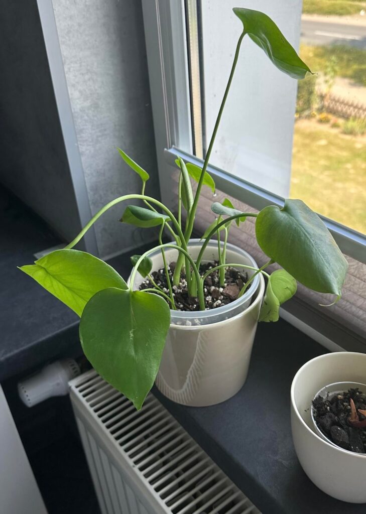 3-month growth 3-month growth
