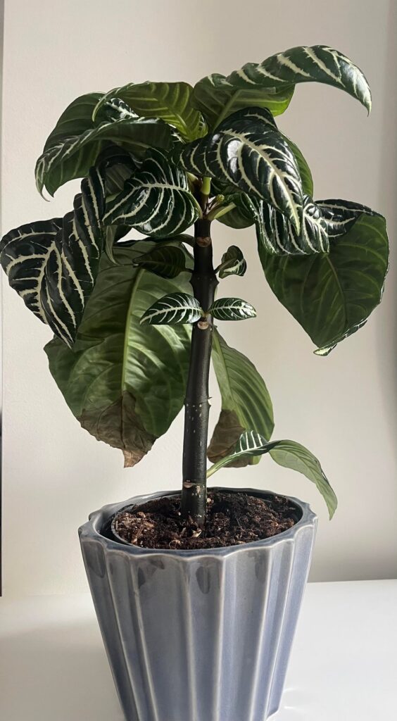 Can I behead this plant?