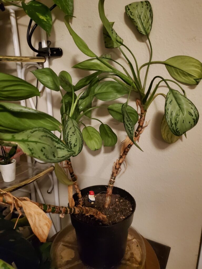 Can I cut this down and it'll regrow?