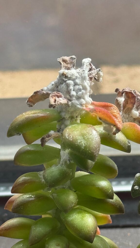 What is this and how do we get rid of it?