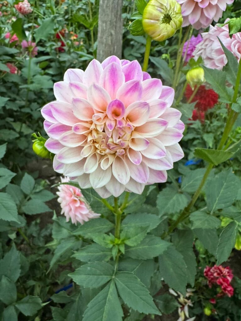 Tahoma thankful…and shipped tubers. ☺️ Tahoma thankful…and shipped tubers. ☺️