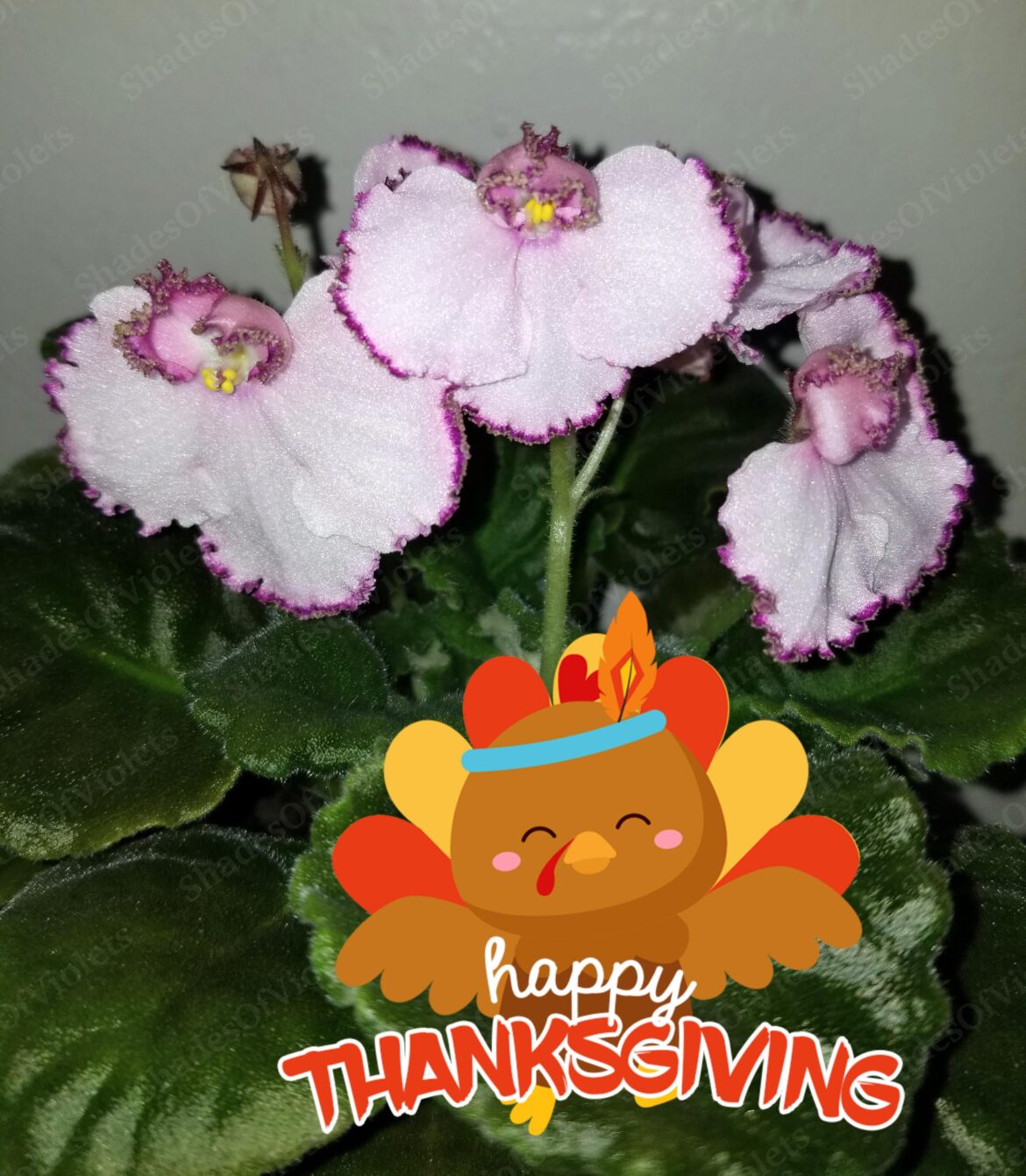 🦃🍂HAPPY THANKSGIVING!🍂🦃