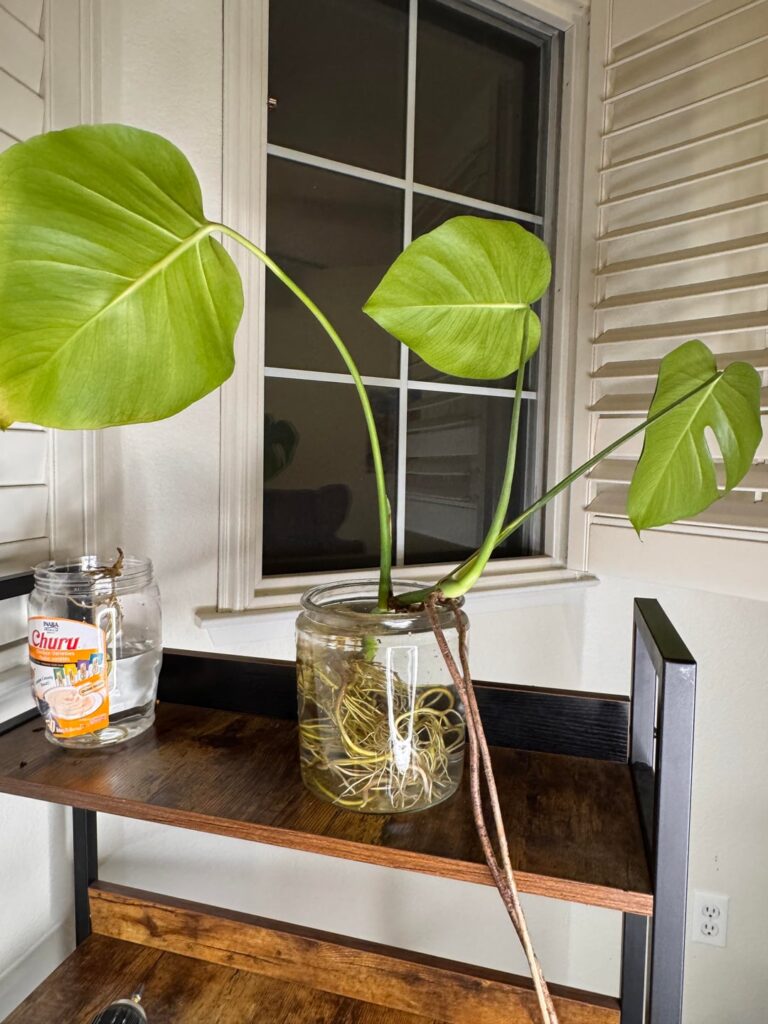 I was gifted a beautiful monstera cutting that I water propagated about 4 months ago. Lots of root growth but no new leaves… I was gifted a beautiful monstera cutting that I water propagated about 4 months ago. Lots of root growth but no new leaves…