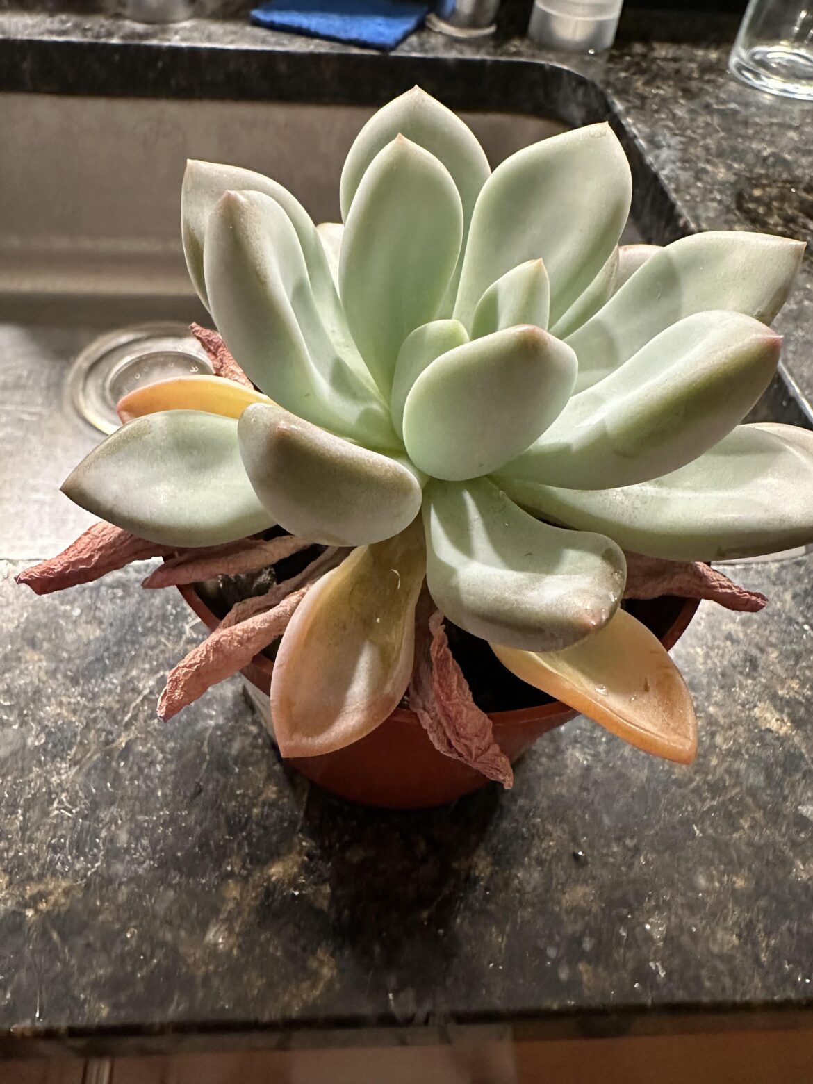 Why do the bottom leaves keep dying?