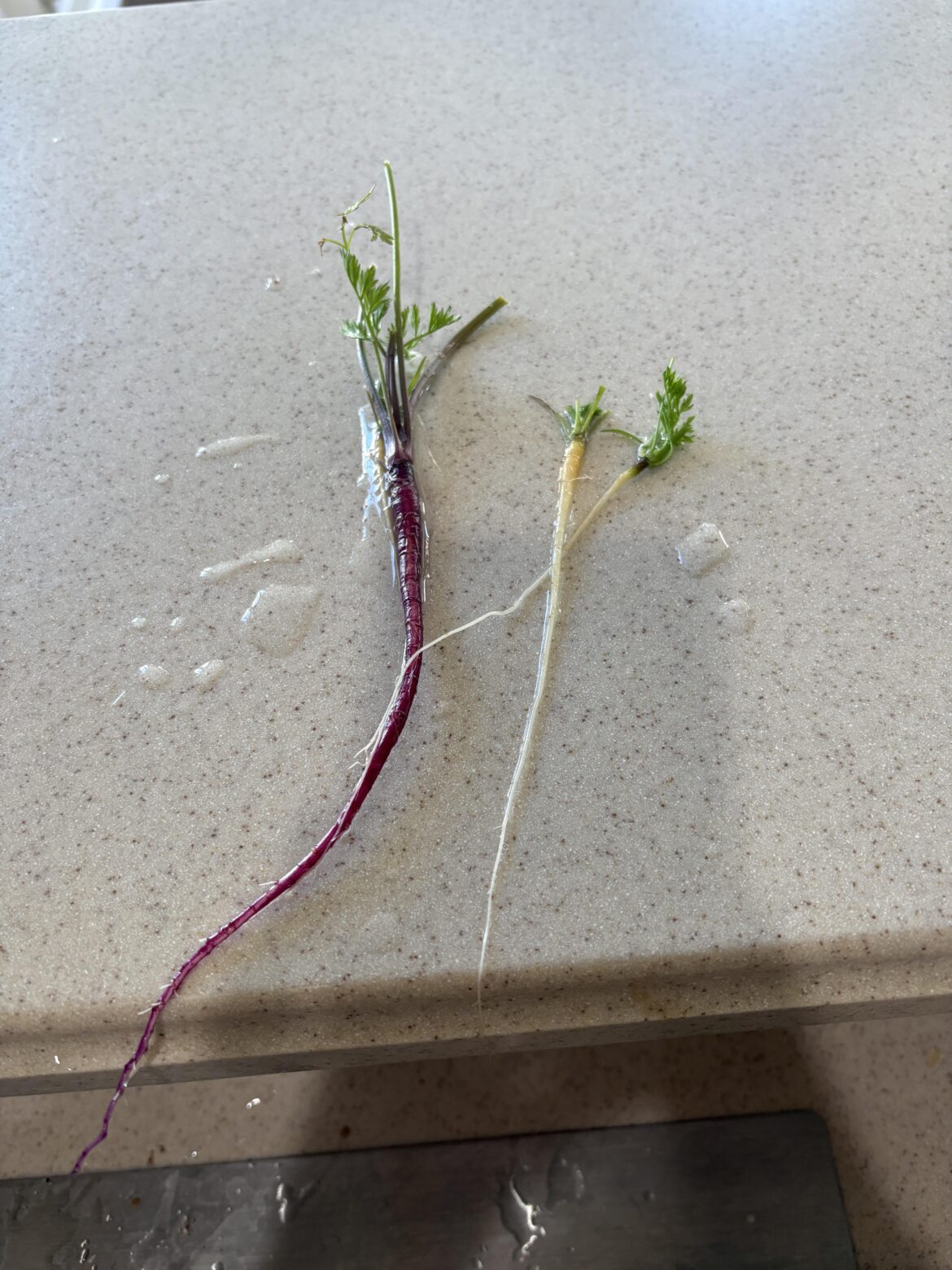 My carrot harvest.