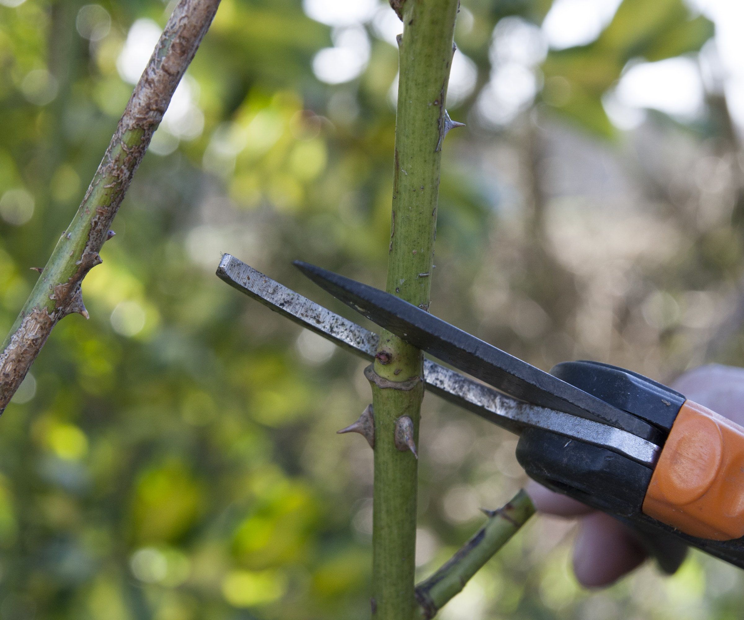 Pruning shrub roses in winter with secateurs