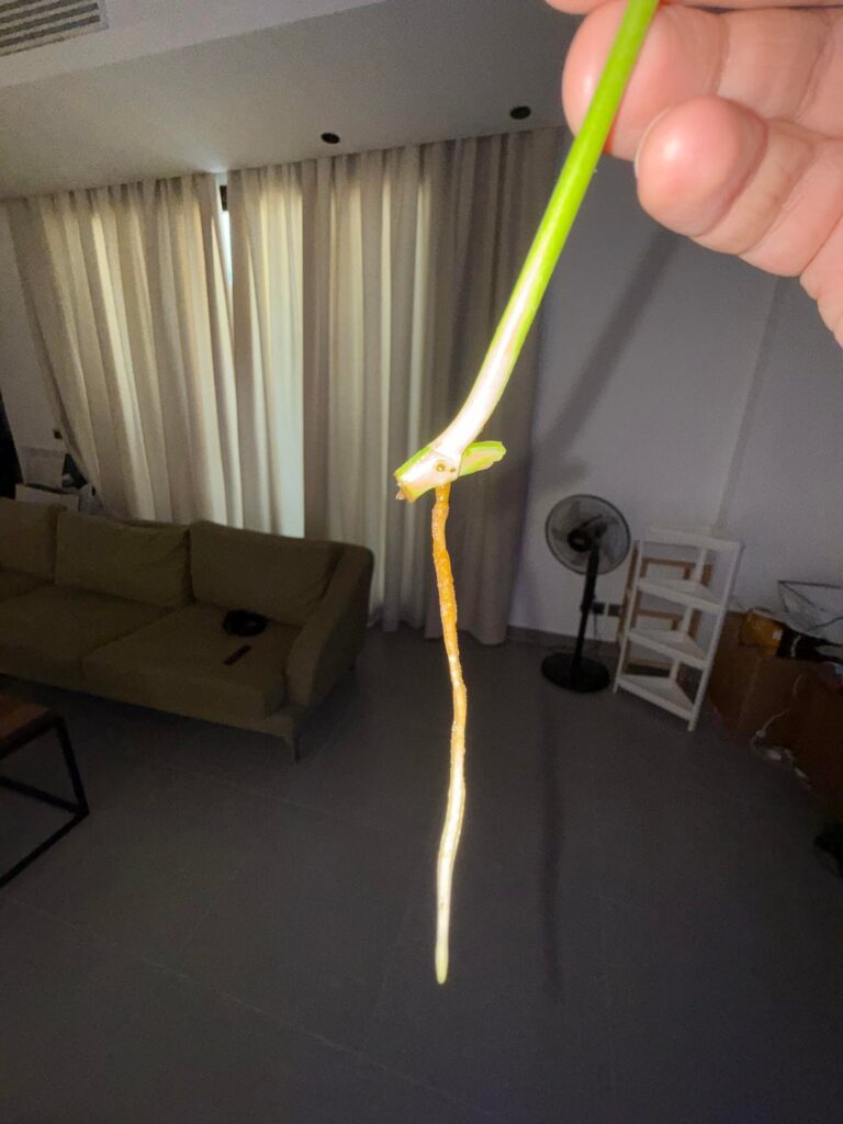 Pothos roots turning brown