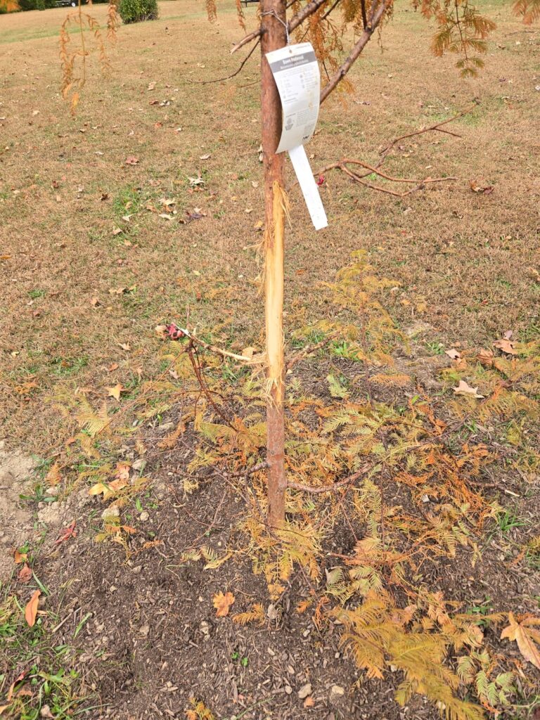 New 12', 1.5" caliper Dawn Redwood, deer rut damage. This isn't going to recover is it?