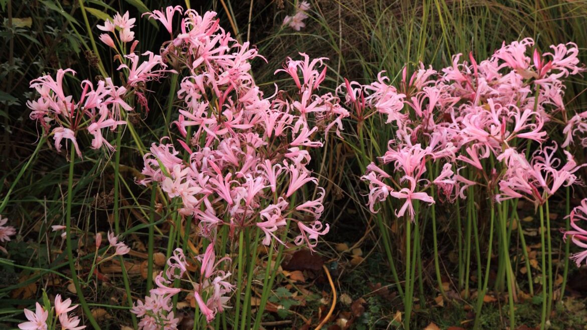 5 Underrated November Flowers That Bloom Through Winter Pink nerines in flower