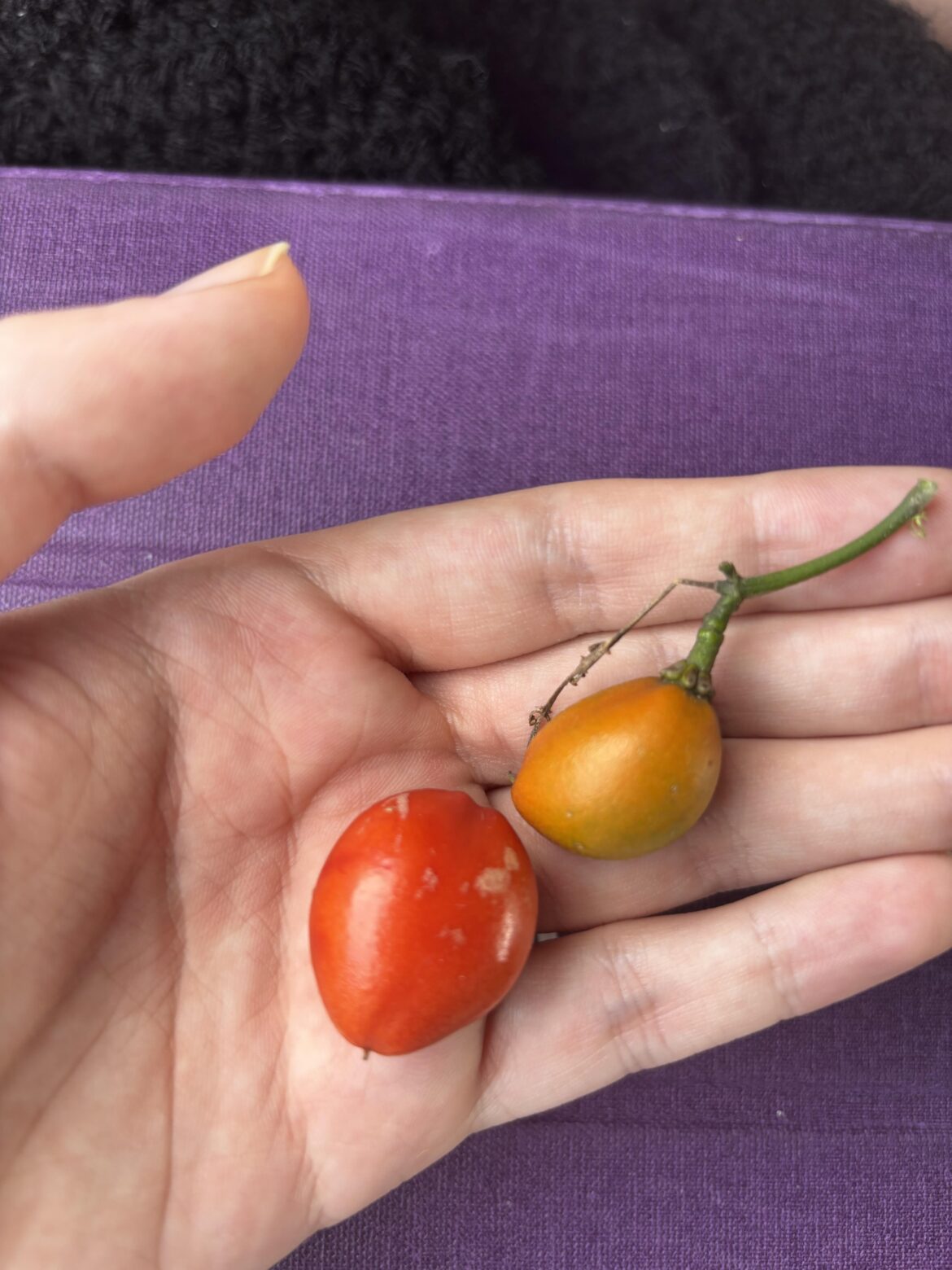 Fruit (?) found on a tree in Medellín, Colombia