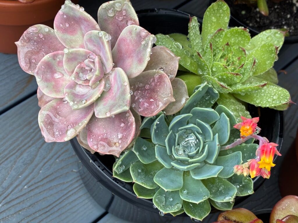 After some morning rain