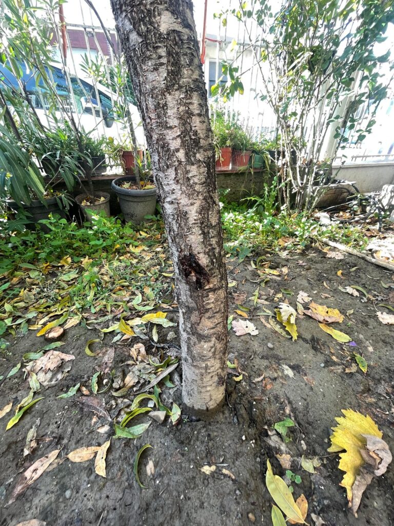 Help with my Peach Tree