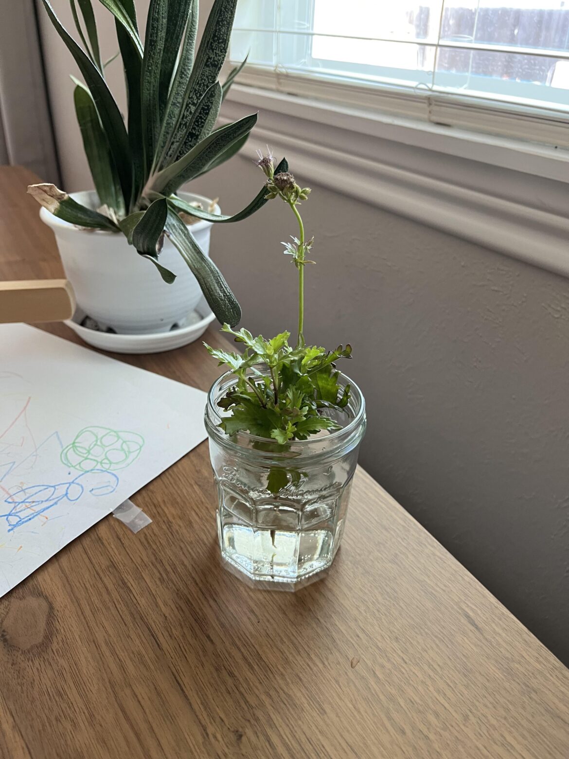 Toddler stepped on my Gregg’s Mistflower. Does it have a chance? Toddler stepped on my Gregg’s Mistflower. Does it have a chance?