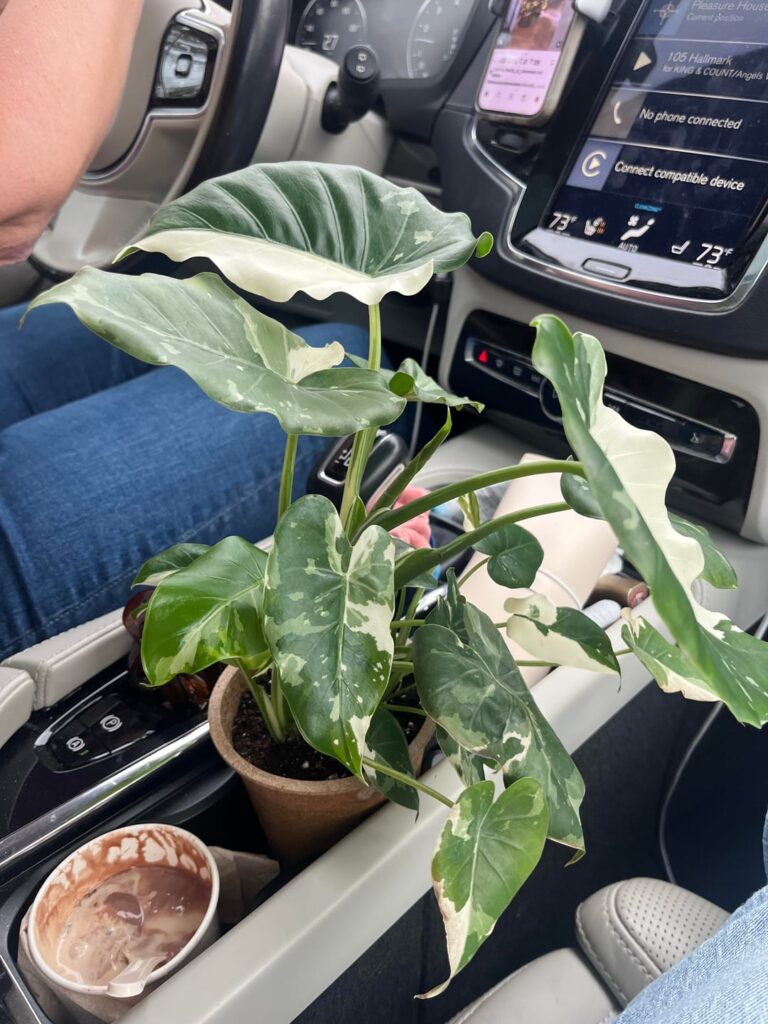 Just bought an adorable little Alocasia Okinawa Silver and need help