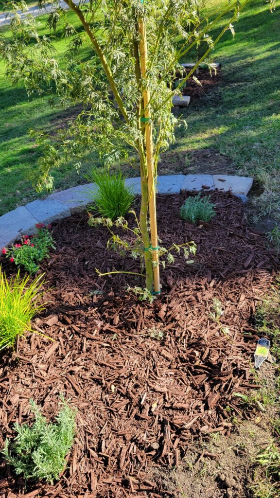 Professionally done- too deep?