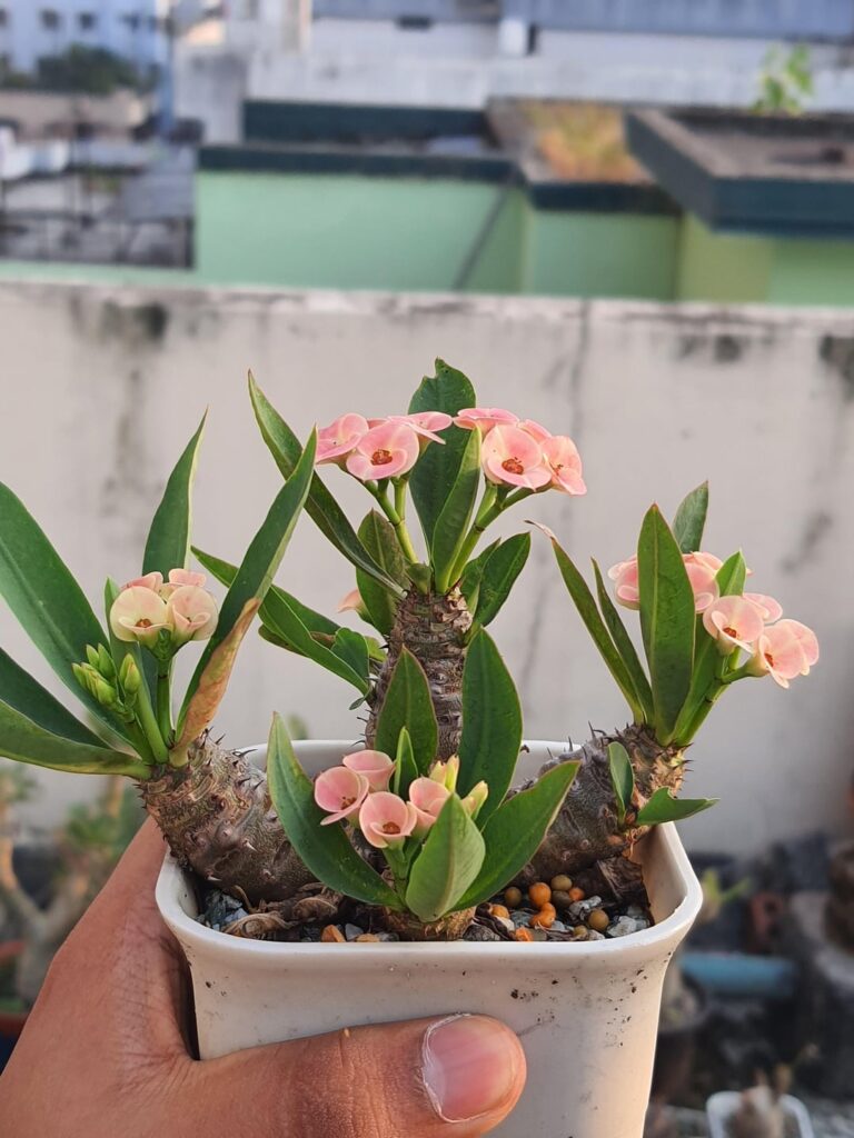 Euphorbia parvimedusae hybrid.