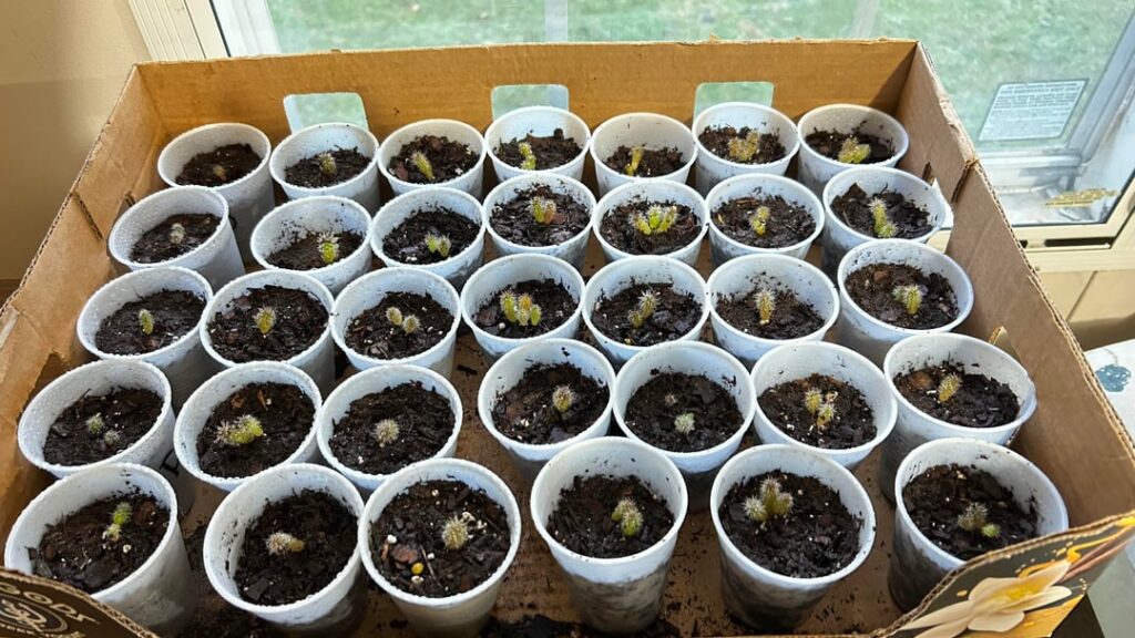 Different babies being Transplanted Different babies being Transplanted