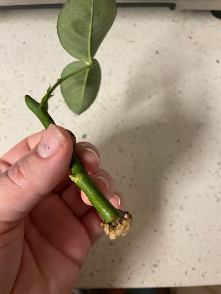 What is happening to this cutting??