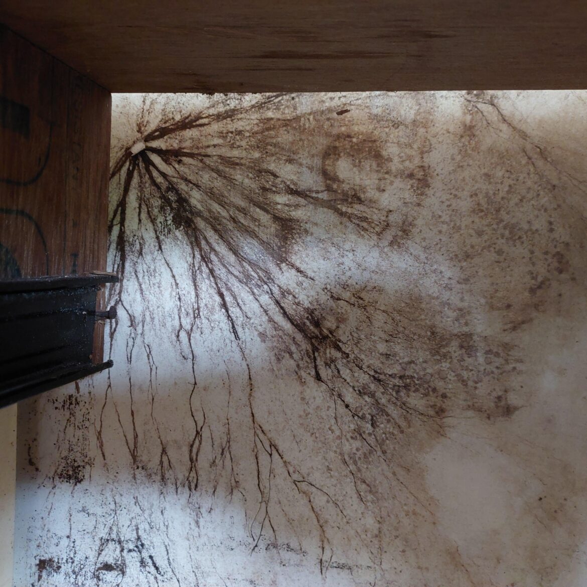 A root growing in the wall behind my wardrobe.