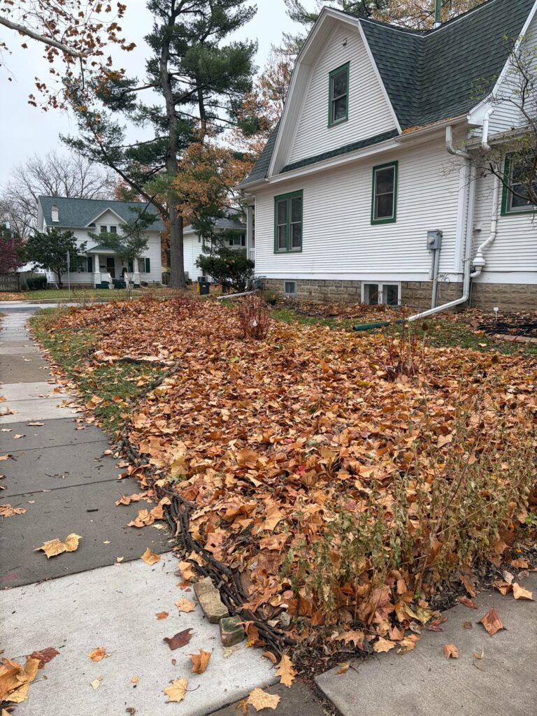 Killing grass around native dogwood bushes to increase natives