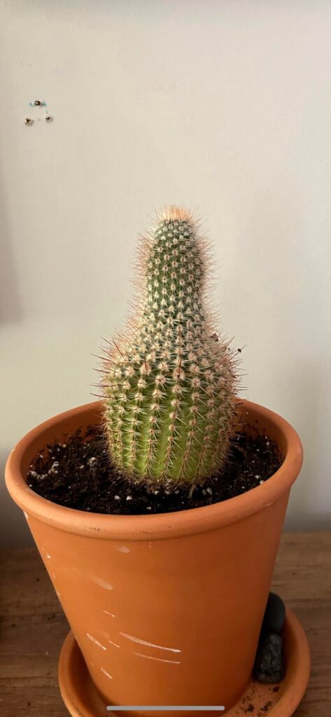 Should I remove the pups?