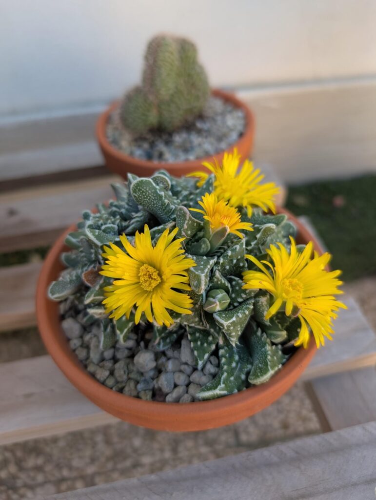 Tiger Jaw bloom 🙂