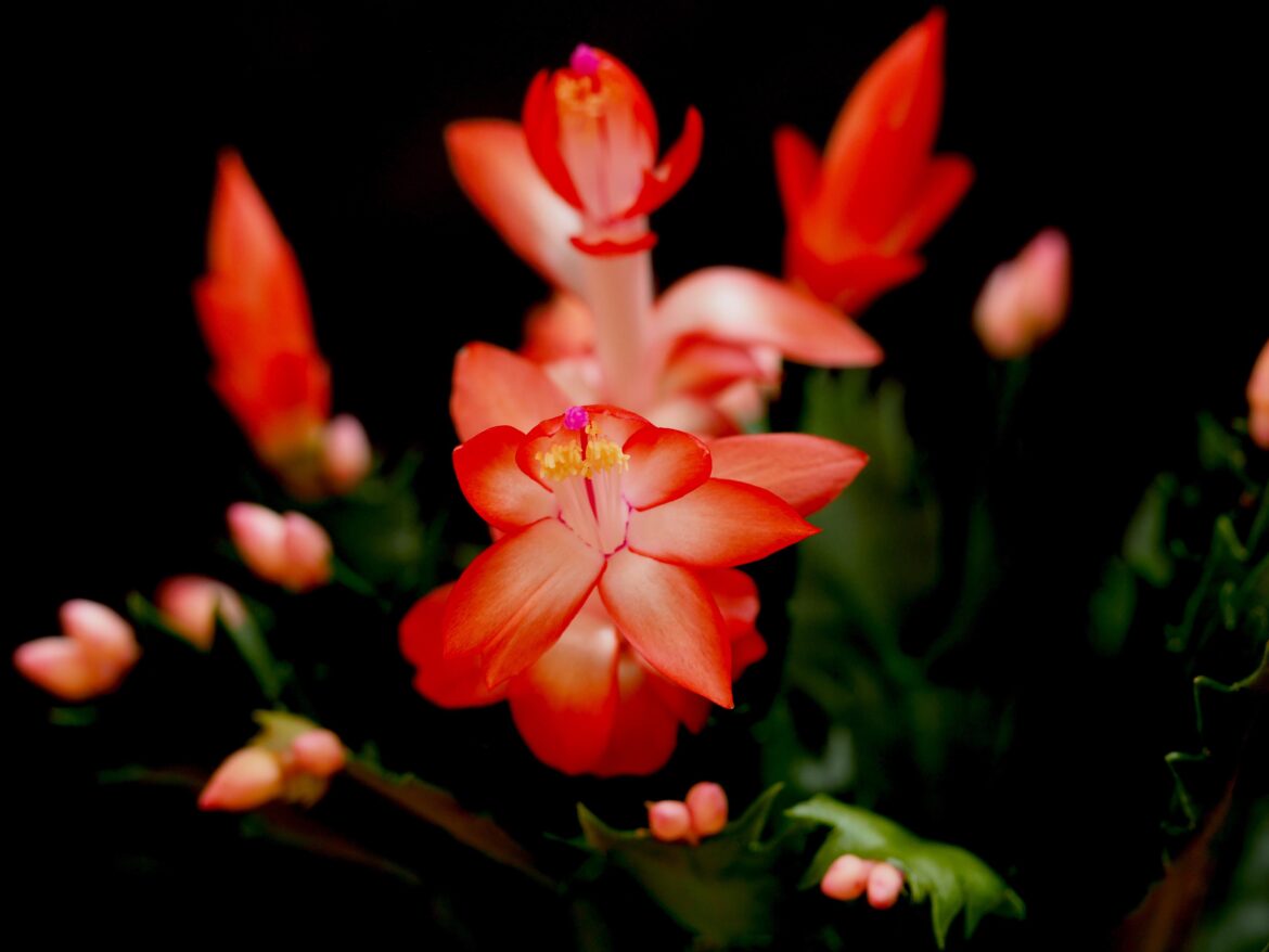 🥺 Christmas cactus is already blooming [OC]