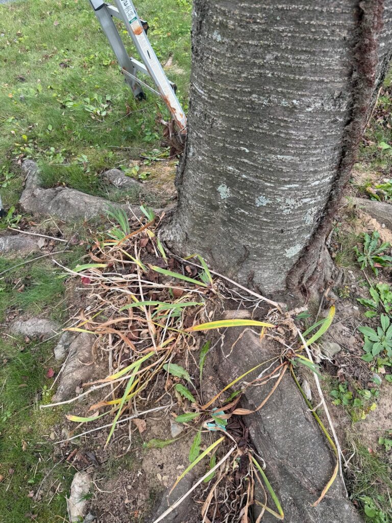 What is this on my tree?
