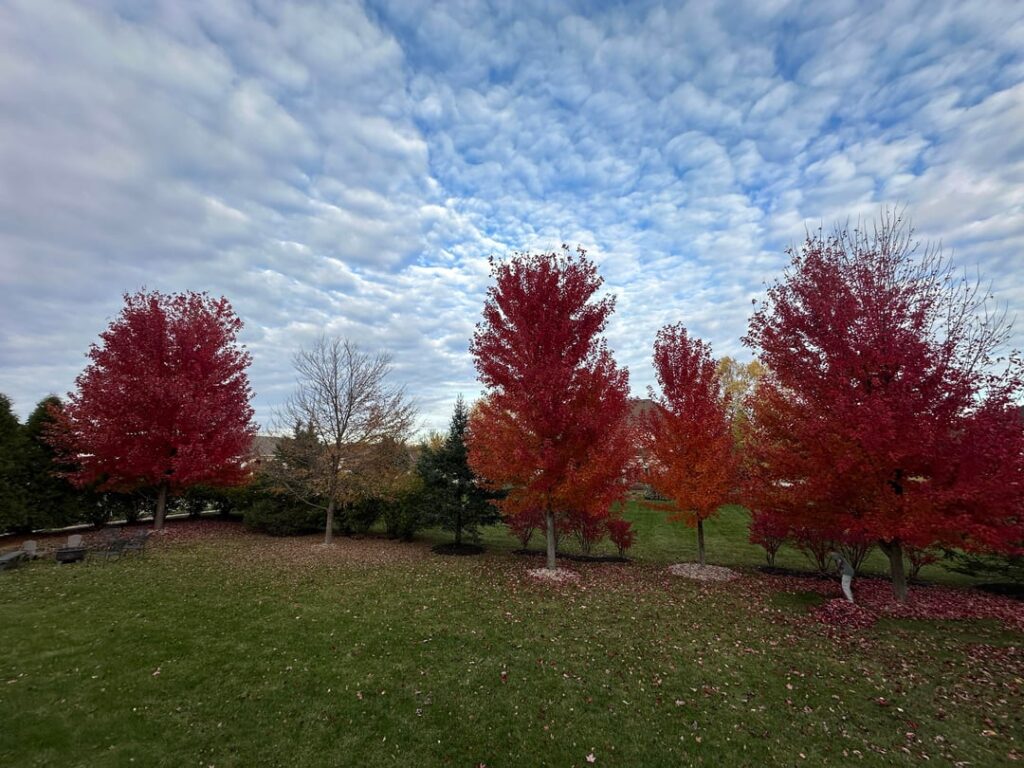 One Maple not like the others in my yard. One Maple not like the others in my yard.