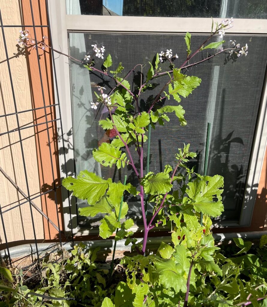 Behold the dragon tail radish.