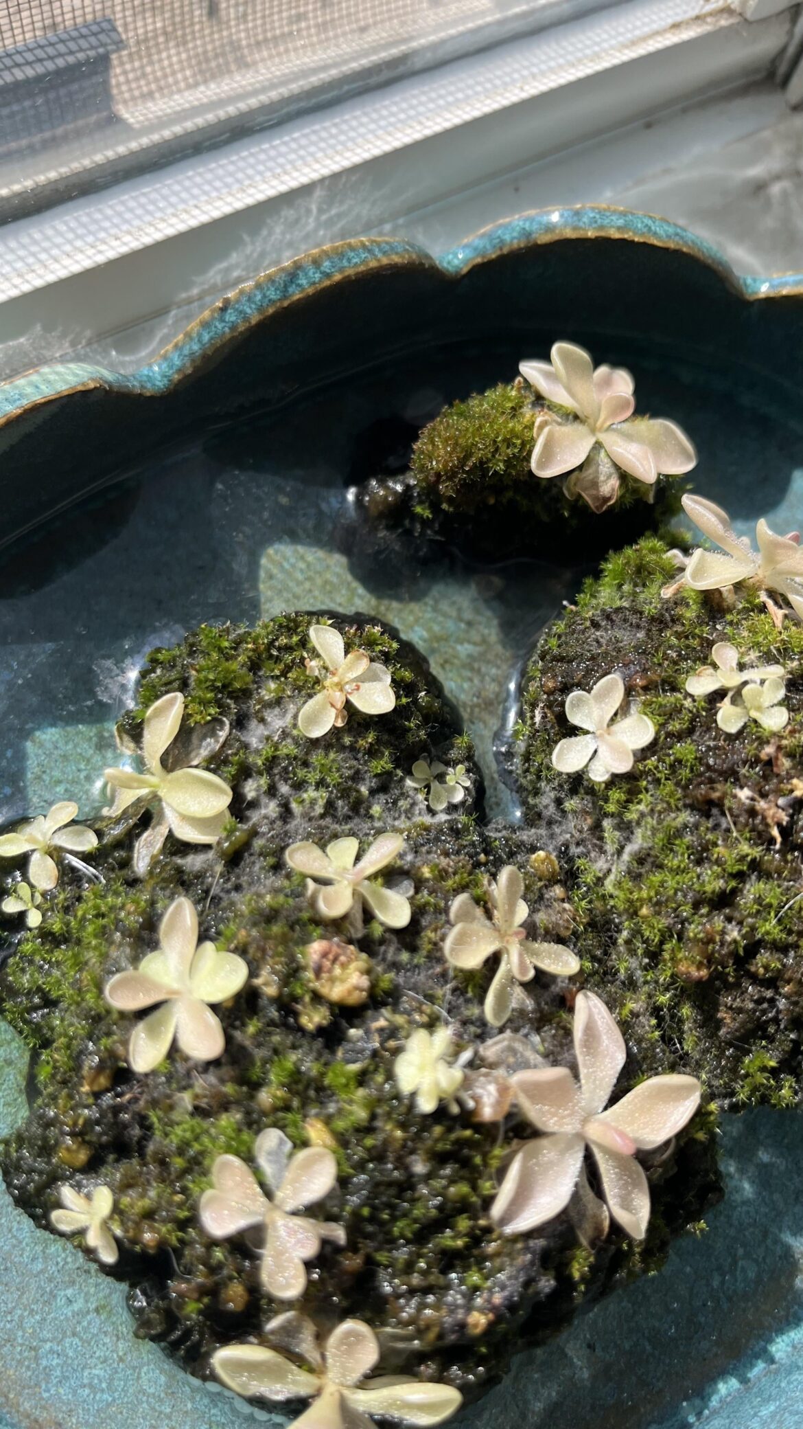 Mold in my pingdom Mold in my pingdom