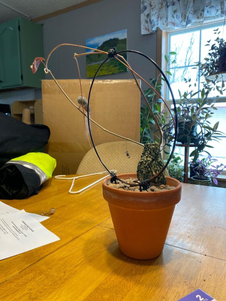 Looking for help with my new plant! Looking for help with my new plant!