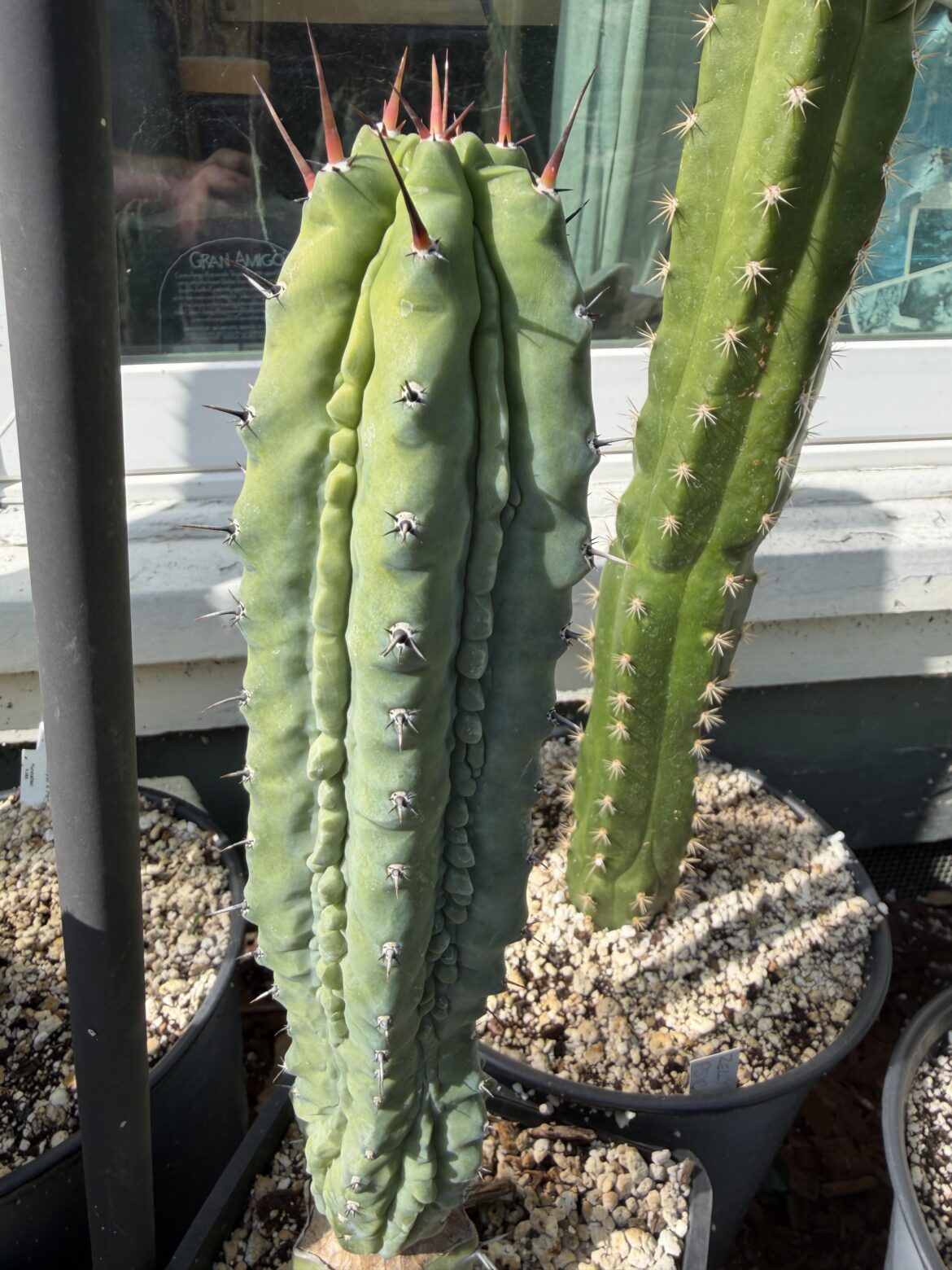 Grecas showing larger spines