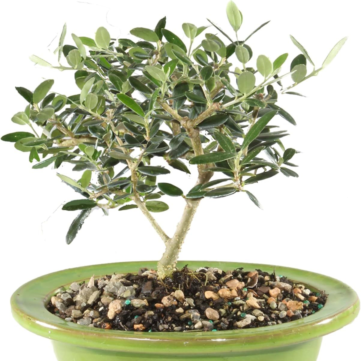 Brussel's Bonsai Live European Olive Bonsai Tree - Small, 4 to 8 In- Live Bonsai in Ceramic Bonsai Pot