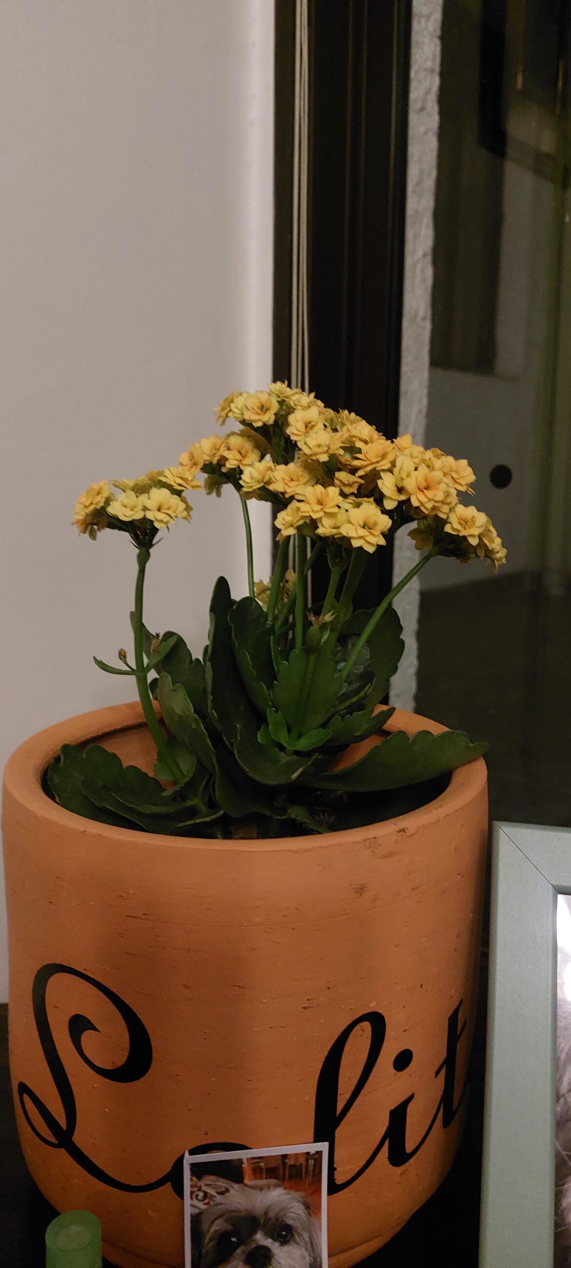 Heeeelp I need to know how to care for this plant and I don't know what it is